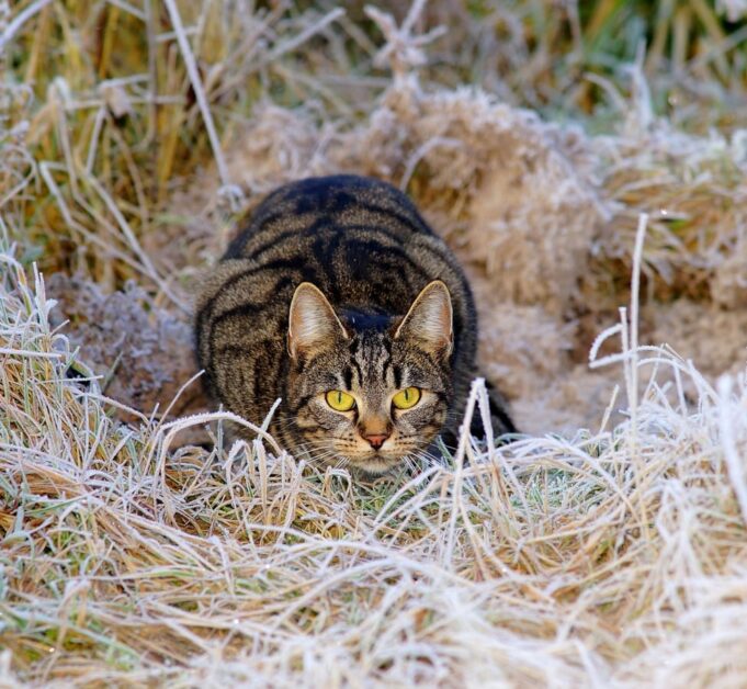 Secret Life of Cats: What They’re Really Thinking